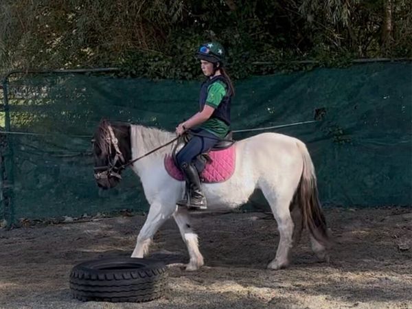 QUIET STARTER/ PROJECT PONY - Main image
