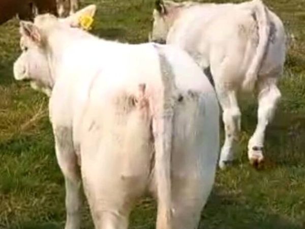 Pedigree charolai heifer clenagh superior - Main image