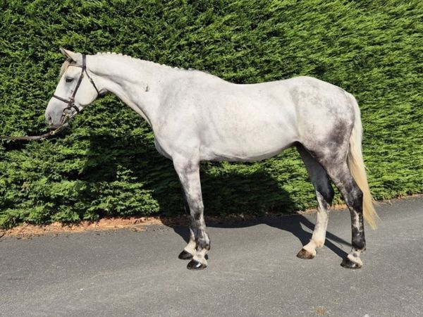 7 year old gelding - Main image