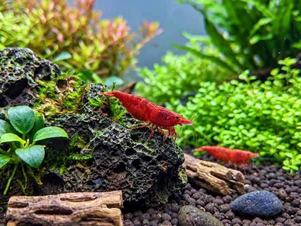 Neocaridina Bloody Mary Shrimp - Main image
