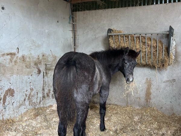 Connemara filly foal - Main image