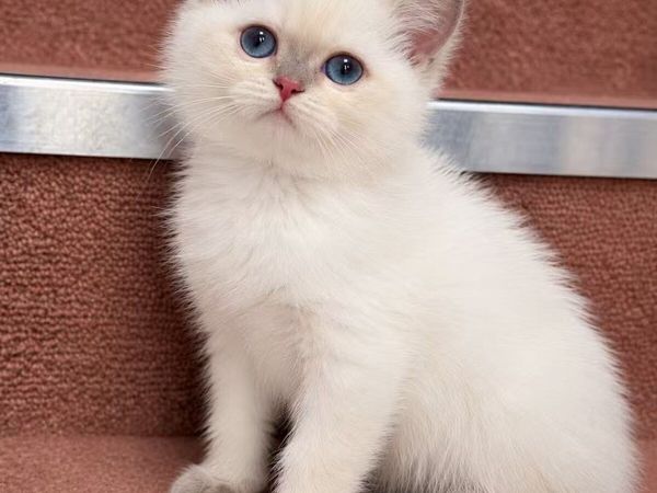 Purebreed British shorthair male - Main image