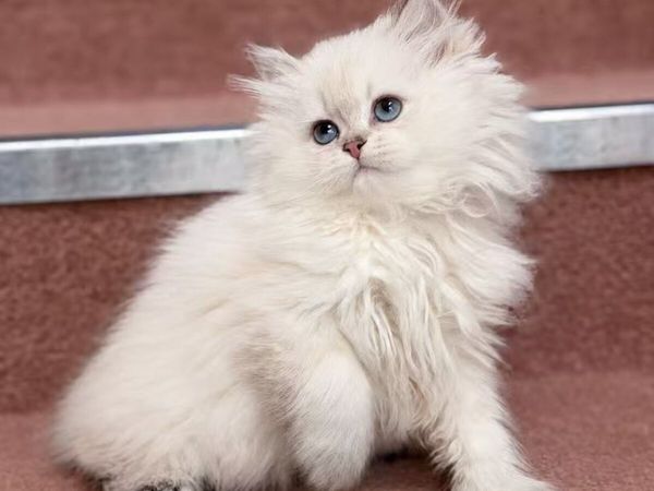 Purebred British longhair boy - Main image