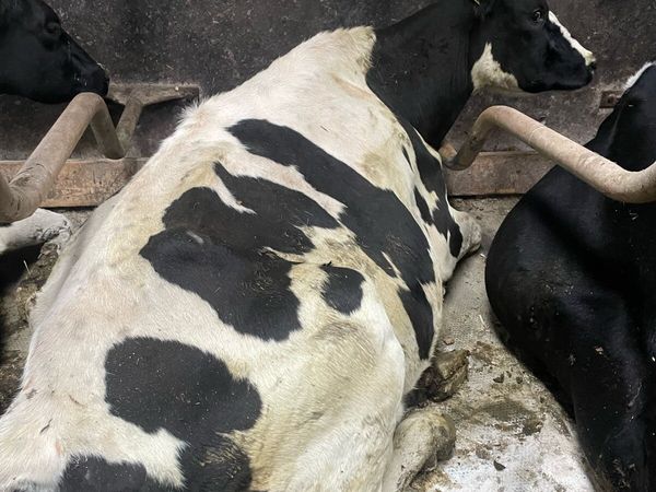 Cows to feed calves - Main image