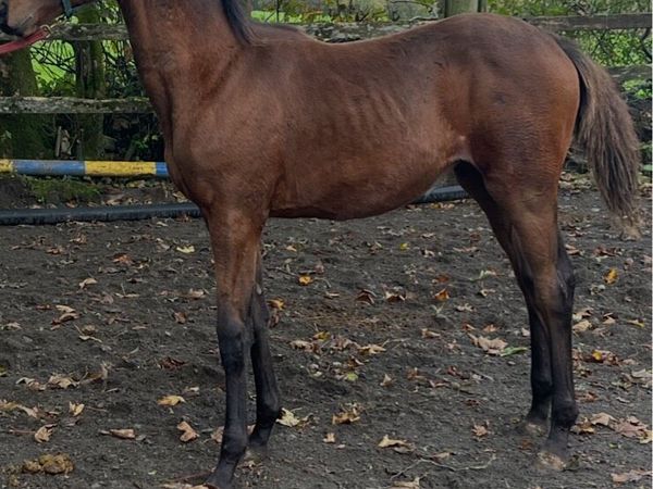 Foal - Main image