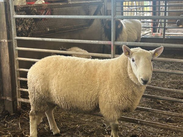Sheep - Main image