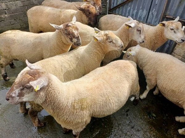 Hogget rams - Main image