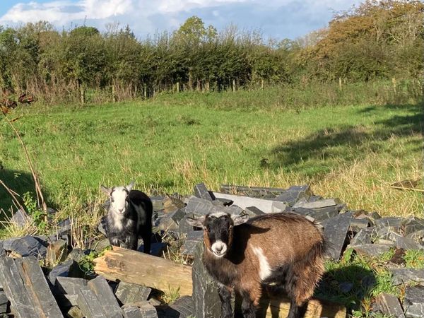 2 pygmy goats - castrated males - Main image