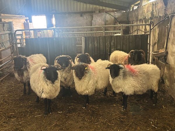 Sheep - Main image