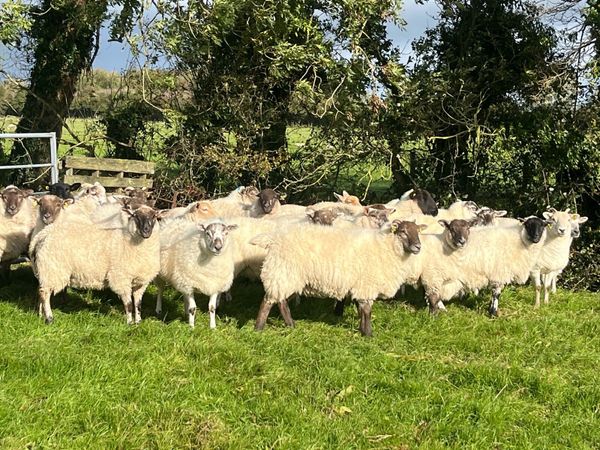 Ewe Hoggets - Main image