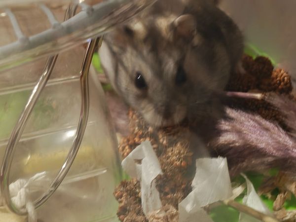 Hamster, Habitat & Accessories - Main image