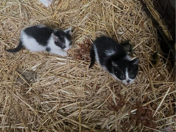 Kitten - Main image