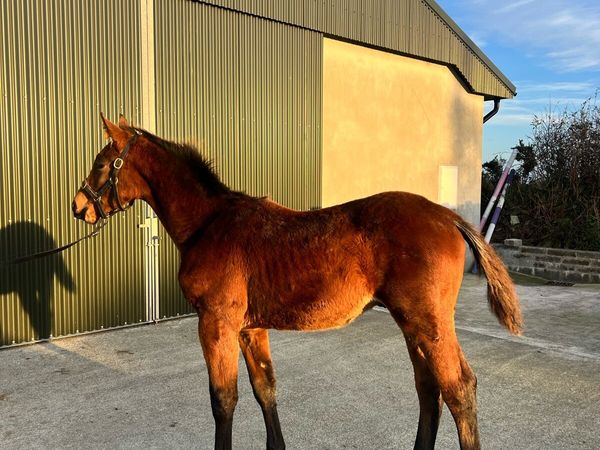 Colt Foal by Highway TN - Main image