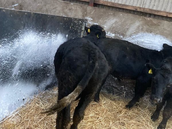 4 Weanling Bulls - Main image