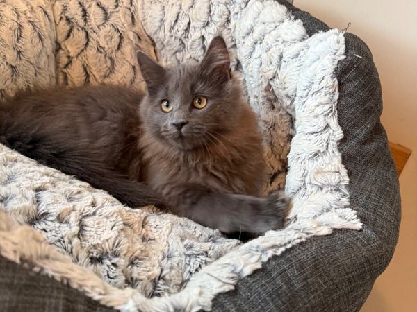 GCCF registered Maine coon kittens - Main image