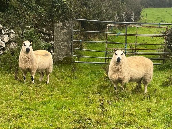 2 super Kerry Hill PBNR Ewe Hoggets - Main image
