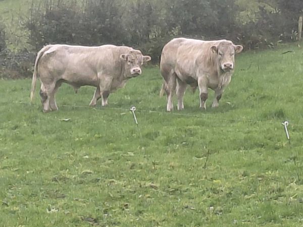Pedigree charolais bulls - Main image