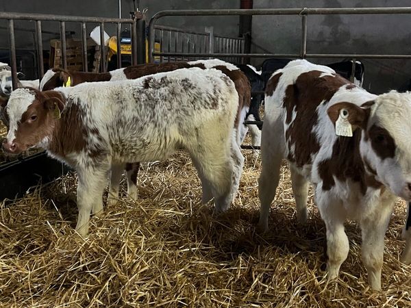 Red Belgian Blue Heifer Calves (Carlow Mart) - Main image