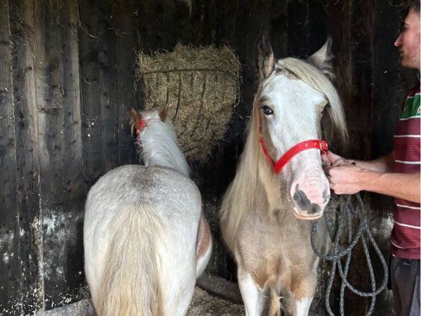 Heavy cob filly’s - Main image