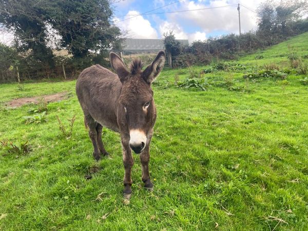 Donkey - Main image