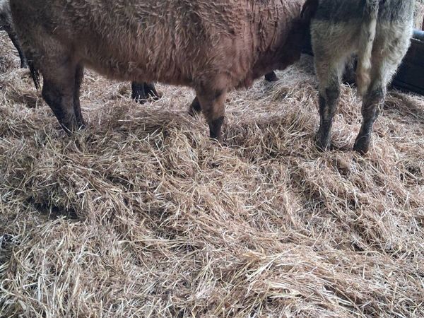 6 Heifer weanlings - Main image