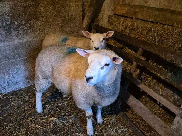 TEXEL Rams - Main image