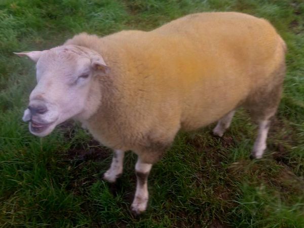 Belclare 2 Year Old Ram - Main image