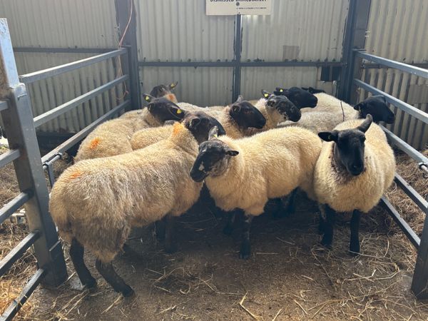 Hoggets for sale - Main image