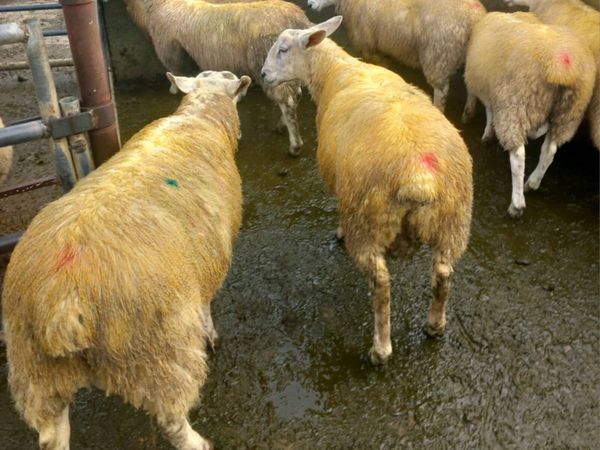 Abberfield & Blue Leicester/Suffolk X Ram Lambs - Main image