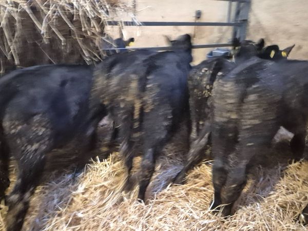7 Proper Aberdeen Angus bulls 5 months old - Main image