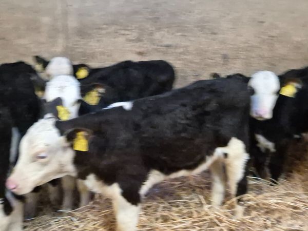 12 Quality Hereford calves for sale - Main image