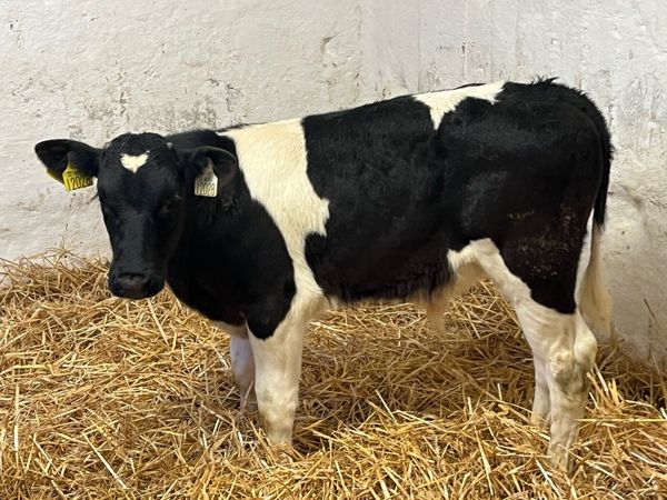 Super British FR Bull Calves - Main image