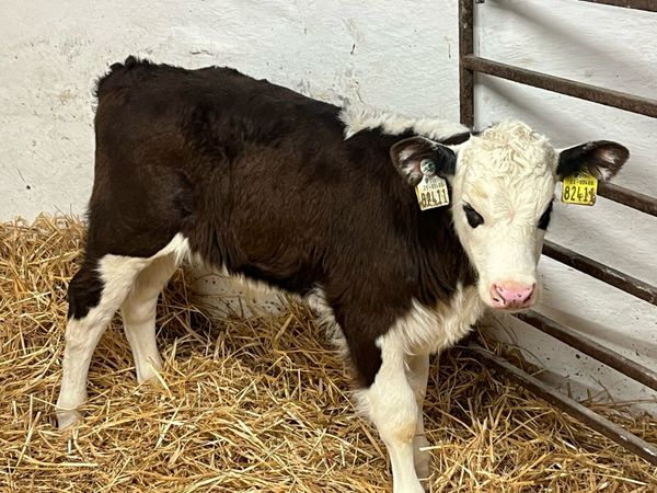 Super Hereford Bull Calves - Main image