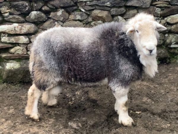 Herdwick/Swaledale/Suffolk Rams - Main image