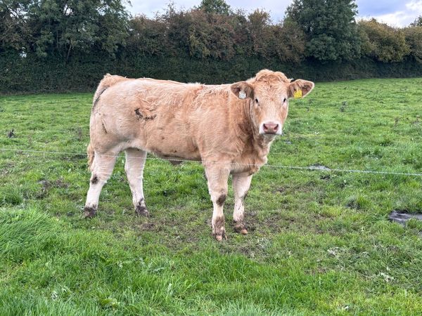 U Grade Charolais Heifers - Main image