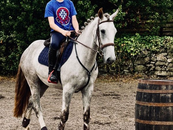 Rising 4yo gelding - Main image