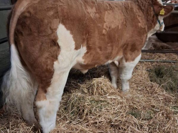 Simmental Bull - Main image