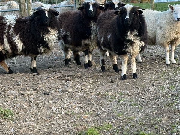 Valais ex Jacob ewe lambs - Main image