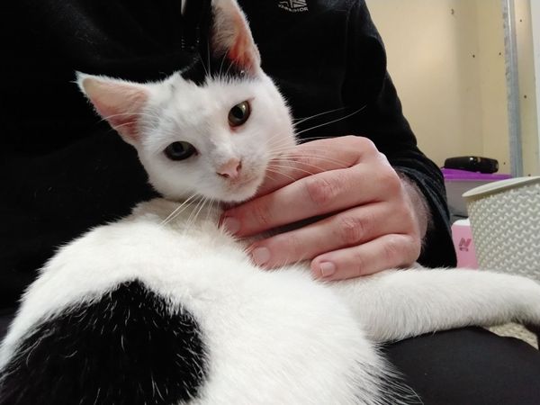 Cat for adoption - Main image