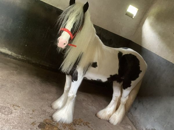 Black and White Cob - Main image
