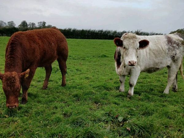 3 Cow Makers - Main image
