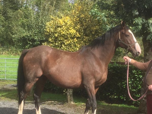 Tb Mare - Main image