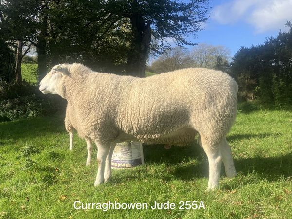 Pedigree Belclare Rams - Main image