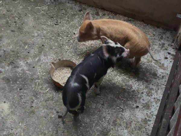 Two pigs - Main image