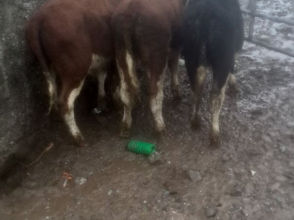 Hereford males - Main image