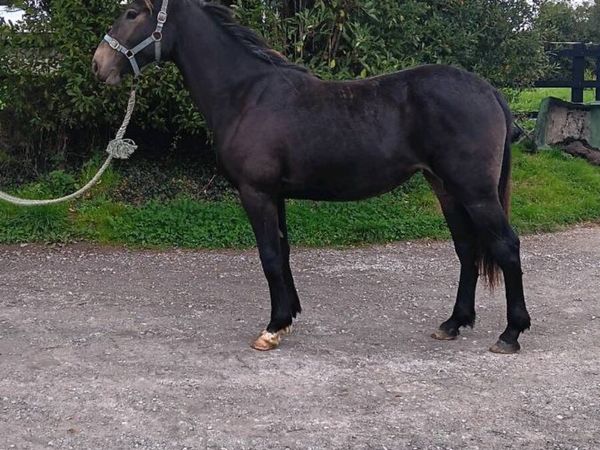 Filly by Killaloe Charlie - Main image