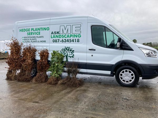 Irish Whitethorn Hedging 🌳 - Main image