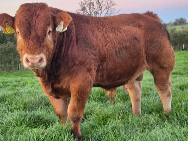 PBR lim bull weanling Tuam Mart - Main image