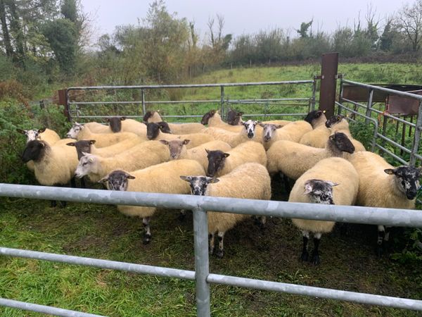 Sheep  - Ewe hoggets - Main image
