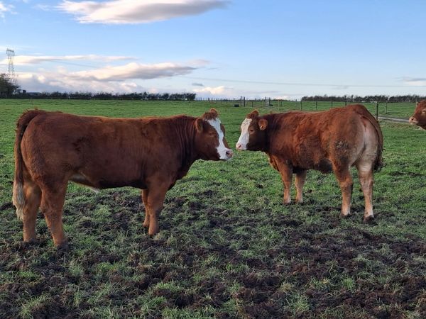 Breeding Heifers - Main image